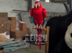 Parrot