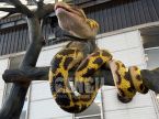 Tree-coiled Python