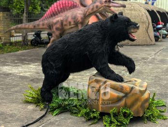 The Black Bear: Nature's Versatile Forest Dweller﻿