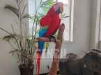 Parrot