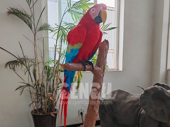 Parrot