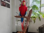 Parrot