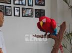 Parrot
