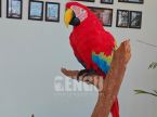 Parrot