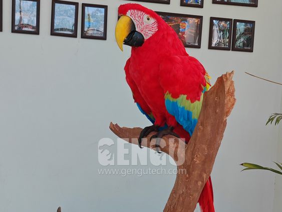 Parrot