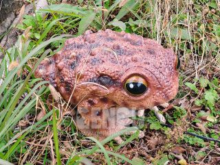 Toad