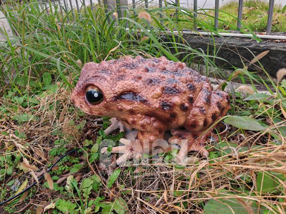 Toad