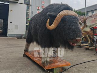 Muskox