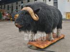 Muskox