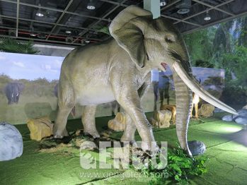 The Elephants